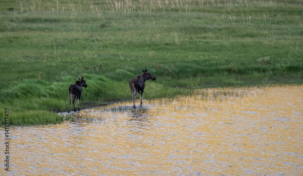 Fototapeta Two Moose Walk Along The Edge A Gold Reflecting Pond