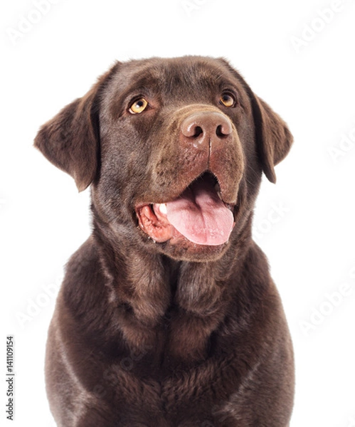 Obraz Portrait Brown labrador dog looking