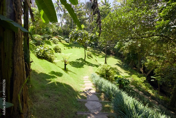 Fototapeta tropical forest in the jungle