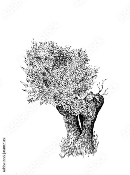 Fototapeta Kopfweide 2