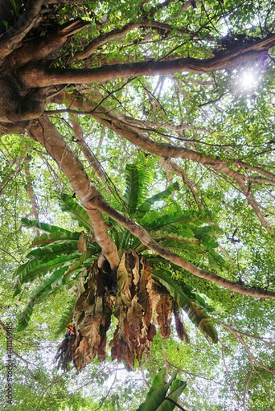 Obraz Low angle view of Bird nest fern or Asplenium nidus on tree