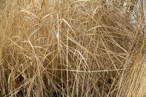 Obraz dry grass