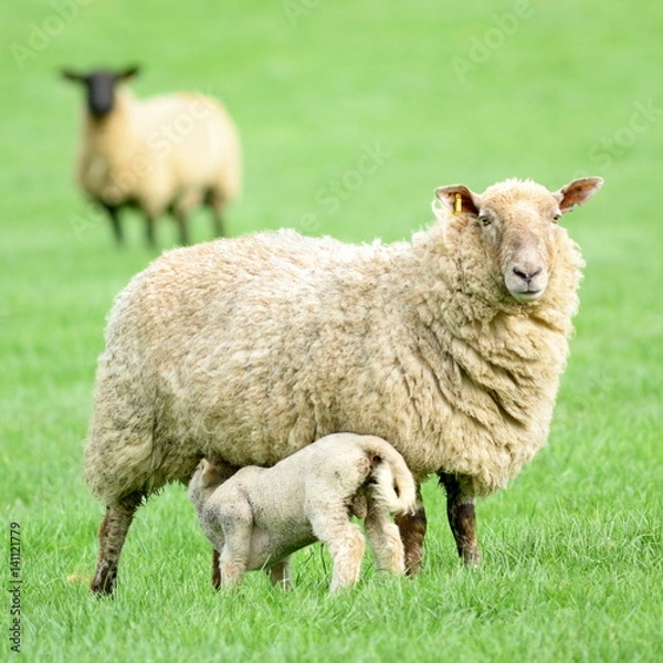 Obraz Sheep feeding young lamb on a farm in Devon