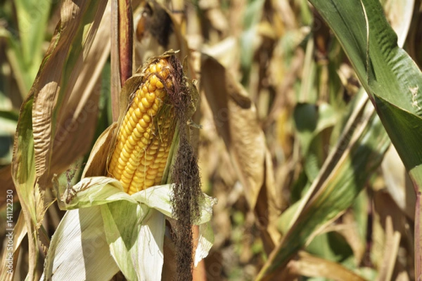 Fototapeta Corn Field