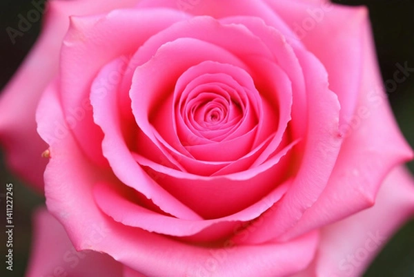 Fototapeta close up of a pink rose on a white background