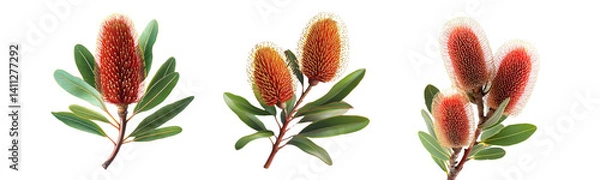 Obraz banksia flowers on transparent background, botanical illustration.