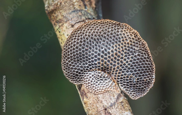 Obraz Close up macro of a brown mushroom