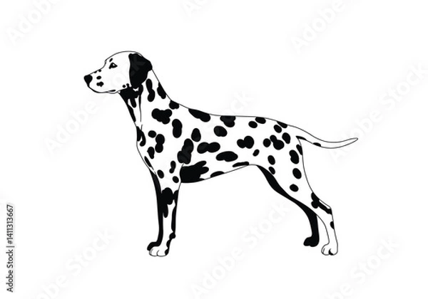 Fototapeta Dalmatian silhouette. This image shows the profile of a dalmatian, also referred to as a spotted dog or coach dog. Vector clipart black illustration design.