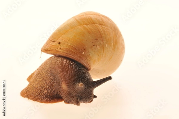 Fototapeta snail