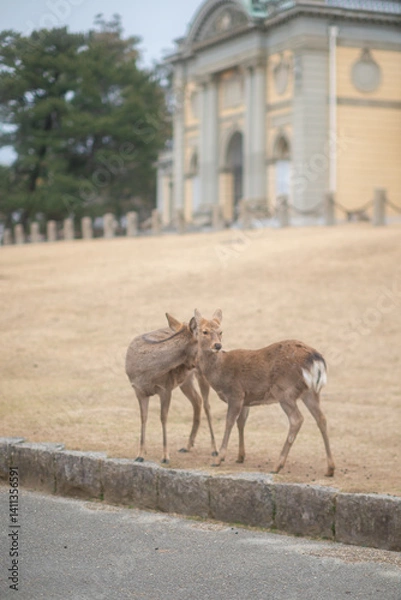 Obraz little deer walking in Nara Park in Japan.