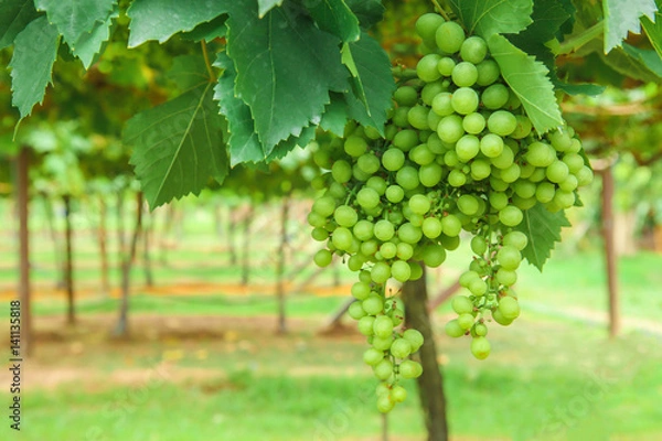 Fototapeta Cabernet Sauvignon Grape, Food and Drink, Grape, White Grape, Branch