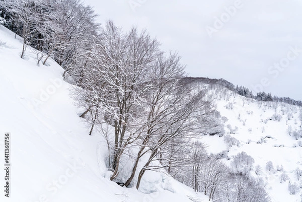 Obraz Branches covered with snow that has piled up in Japan.