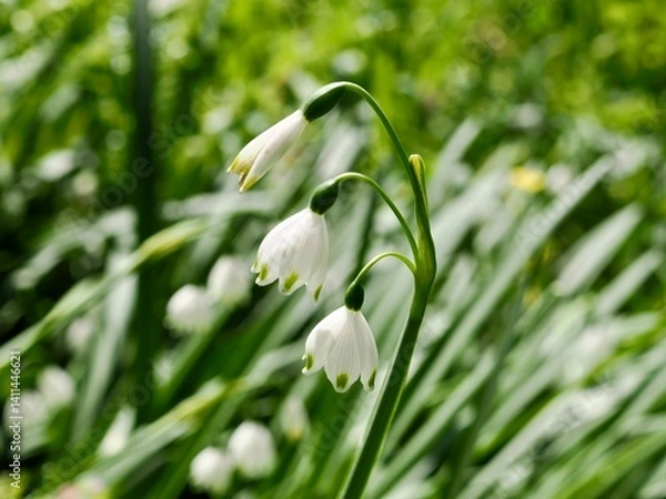 Fototapeta スノーフレイク