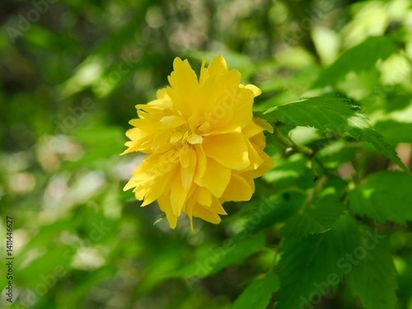 Fototapeta 矢車草