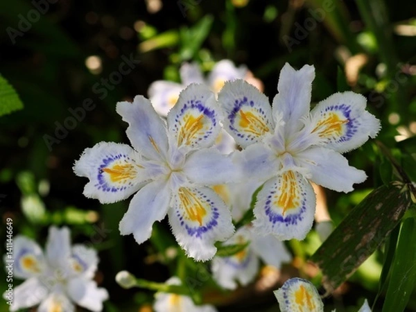 Fototapeta シャガ