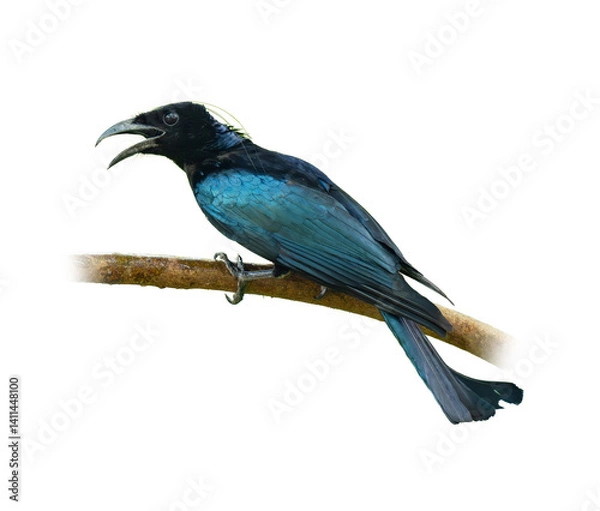 Fototapeta A glossy Hair-crested Drongo with curved beak perched on a branch, calling out with beak open, isolated on white background with clear feather details.