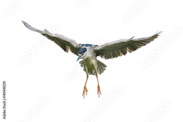 Fototapeta A Black-crowned Night Heron in mid-flight with wings fully spread and legs extended, captured head-on in sharp detail, isolated on a white background.