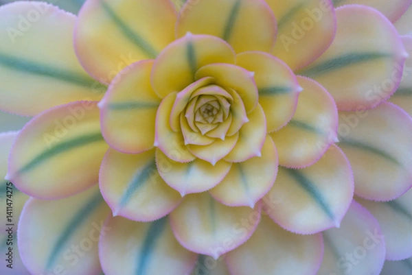 Obraz Aeonium Sunburst details showing the large rosettes of fleshy, variegated leaves, with the green, yellow and creamy white foliage that develops coppery red tips in full sun.