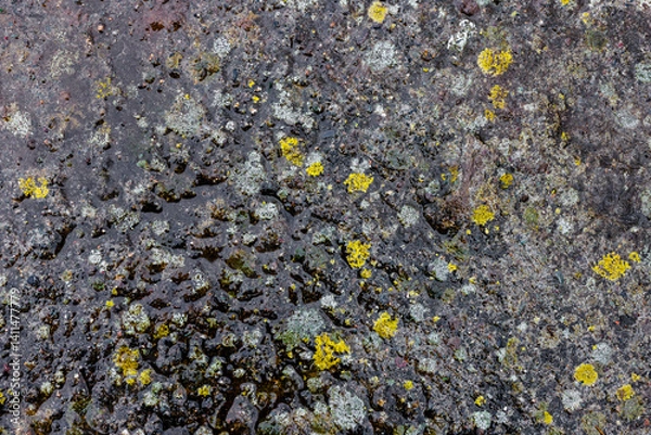 Obraz Wet, moldy concrete driveway surface with visible mold and moisture.