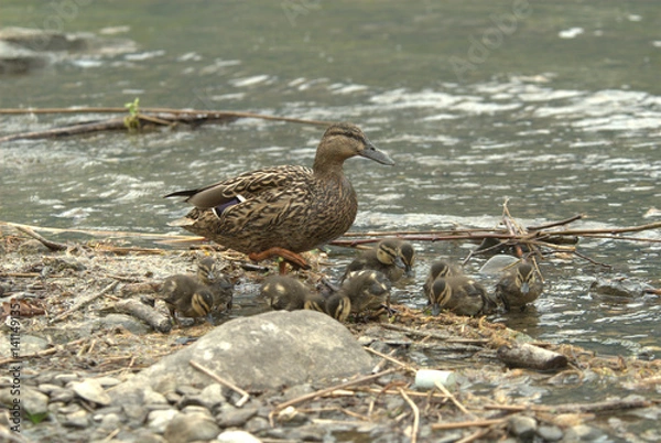 Obraz Stockente mit Jungen