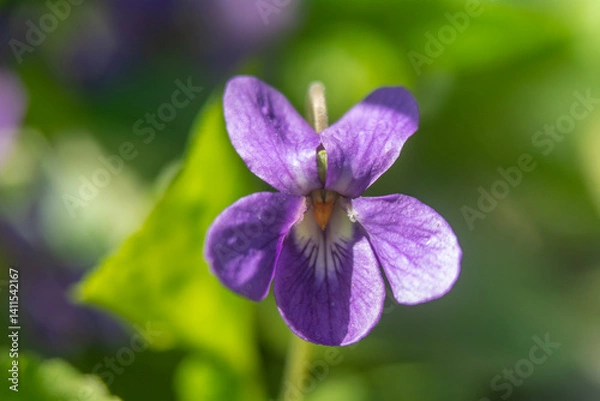 Fototapeta Spring flowers in macro photos.
