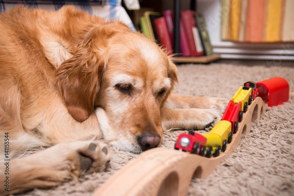 Obraz Dog and train