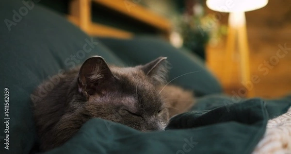 Obraz Peaceful grey cat slumbering deeply, nestled comfortably on soft green blanket, basking in warm lamplight within tranquil bedroom interior. Cozy place to relax, pets concept