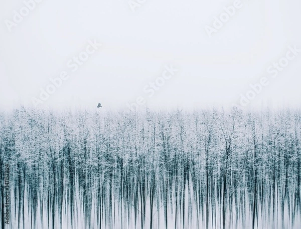 Obraz Silenc of nature. It is an artistic picture about winter.