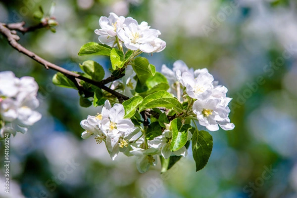 Obraz appletree blossom branch in the garden in spring
