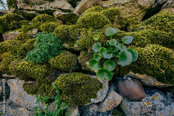 Fototapeta Close-up of green moss and succulent plants growing between weathered rocks. Natural textures and rich tones highlight resilience and organic beauty.