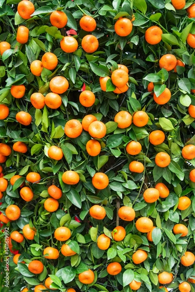 Fototapeta Tangerines, a symbol of good luck at Chinese New Year in garden