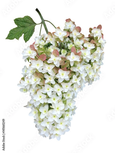 Obraz 白いカシワバアジサイの花と葉