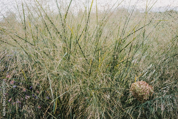 Obraz Panicum virgatum also known as switchgrass tall prairie grass and panic grass with fine seed heads. Linked to native landscaping biofuel soil conservation and biodiversity