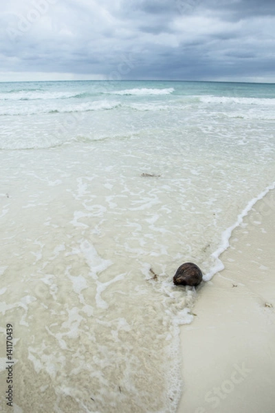 Fototapeta Beach Coconut 02v