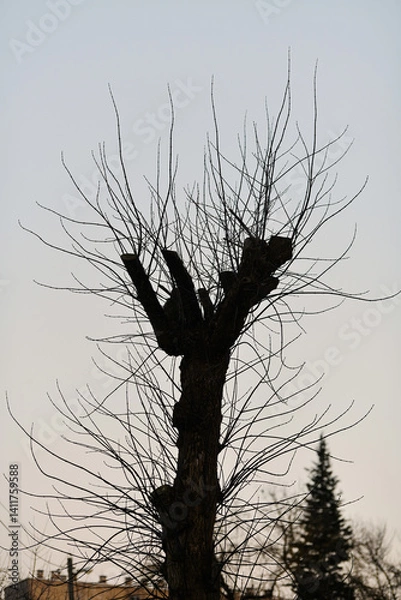 Fototapeta Urban tree care mistake with harmful topping leads to dead and decaying branches. Poor arboriculture practice of cutting tree tops incorrectly results in lifeless branches, unhealthy trees against sky
