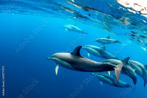 Fototapeta A Pod of dolphins swimming together in Australian waters.
