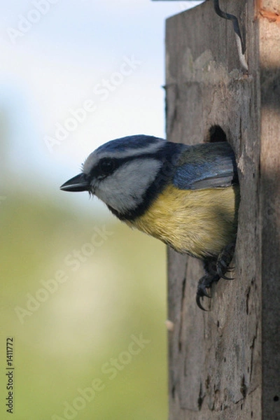 Obraz mésange bleue 1