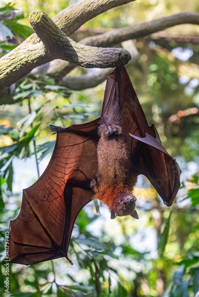 Obraz The closeup image of Malayan flying fox (Pteropus vampyrus).
a southeast Asian species of megabat, primarily feeds on flowers, nectar and fruit. 