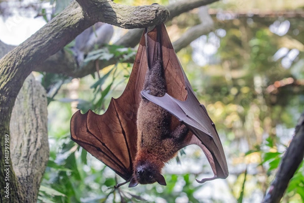 Obraz The closeup image of Malayan flying fox (Pteropus vampyrus).
a southeast Asian species of megabat, primarily feeds on flowers, nectar and fruit. 