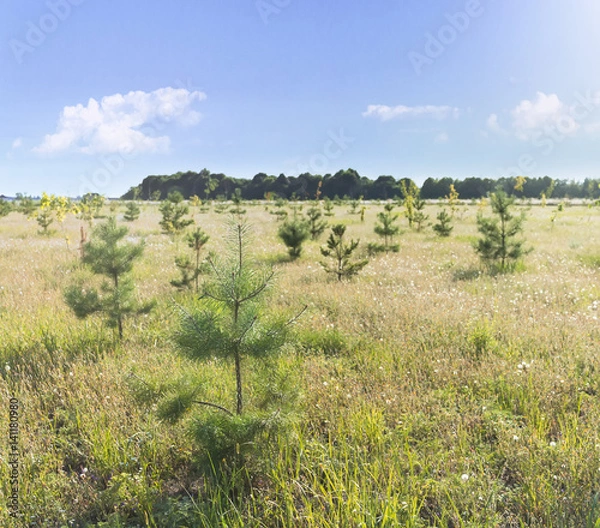 Fototapeta Młode sadzonki sosny w polu z cloudscape w tle