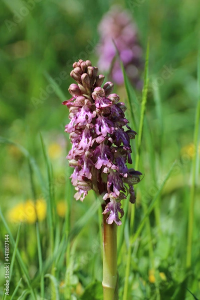 Obraz L'orchidée sauvage