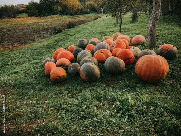 Fototapeta pumpkins on a farm