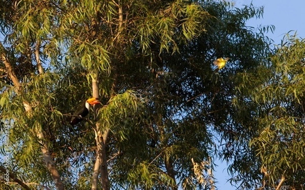 Fototapeta Toucan searching for food in a nest