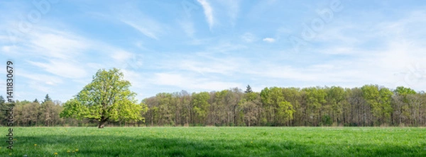 Fototapeta spring forest shows early spring colors. near meadow with chestnut tree in the netherlands