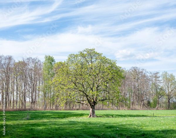 Fototapeta spring forest shows early spring colors near meadow with chestnut tree in the netherlands