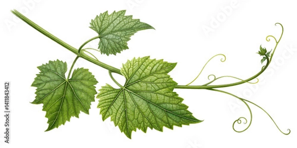 Fototapeta Grapevine Branch with Leaves, Botanical Illustration, Isolated on Transparent Background, Vitis Vinifera, Vine, foliage, botany