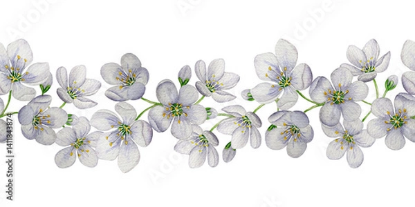 Obraz Seamless banner cherry blossom. Watercolor illustration. White background. For design, backgrounds