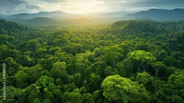 Obraz Aerial View of Lush Rainforest Canopy at Sunset