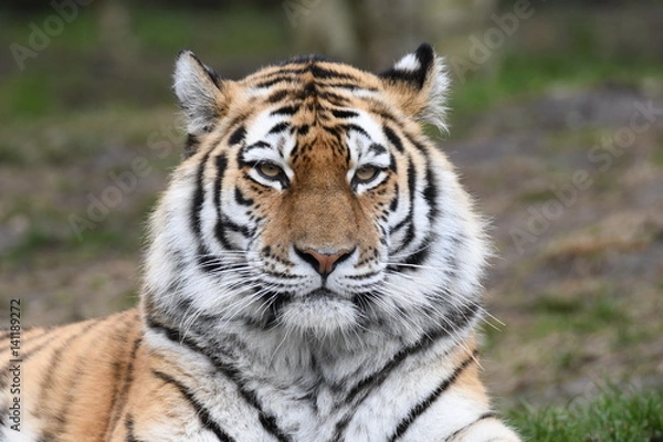 Fototapeta The Tiger