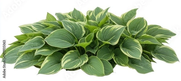 Fototapeta Isolated clumping Hosta plant with variegated green foliage, creating a naturalistic element
